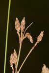 Densetuft hairsedge